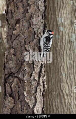 Milford, Michigan - UN picchio di legno discendente maschio (Dryobates pubescens) su un albero in Kensington Metropark. Foto Stock