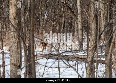 Milford, Michigan - un cervo dalla coda bianca (Odocoileus virginianus) nella neve a Kensington Metropark. Foto Stock