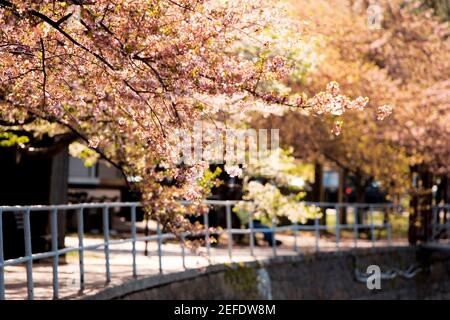 Alberi di ciliegio intorno al bacino di Tidal, Washington DC, Stati Uniti Foto Stock