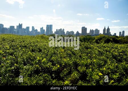 Grattacieli dietro gli alberi, New York City, New York state, Stati Uniti Foto Stock