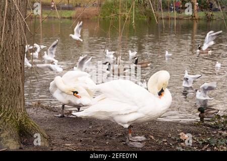 Londra Greenwich, Regno Unito, Swans Cygnus preen e sposo ai margini di uno stagno mentre gabbiani e anatre si radunano sull'acqua in un parco naturale, inverno 2021 Foto Stock