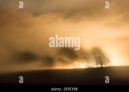 Il sole nascente getta le ombre inquietanti da una linea di alberi in cima alla collina sulla nebbia di mattina presto - un po 'a. A sud di Cawfield e del Muro di Adriano Foto Stock