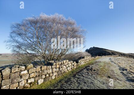 Muro di Adriano sui Cawfield Crags con un albero ghiacciato in primo piano - Northumberland, Regno Unito Foto Stock