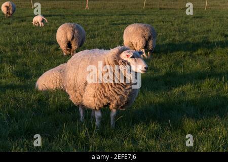 Pecore con i loro agnelli in una bella giornata di primavera nel pascolo a Bünde, Westfalia orientale. Foto Stock