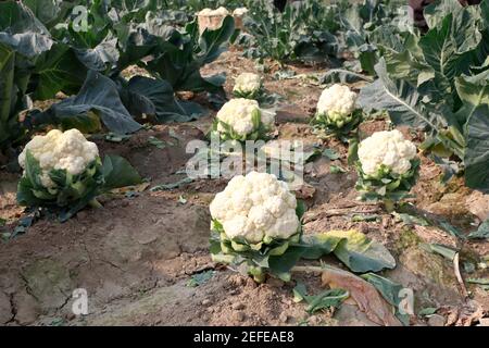 Khulna, Bangladesh - 06 febbraio 2021: Gli agricoltori stanno raccogliendo il cavolfiore vegetale invernale dai loro campi per la vendita nel mercato a Dumuria in KH Foto Stock