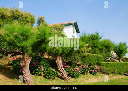 Alberi e piante in un giardino, San Martino, Biarritz, Francia Foto Stock