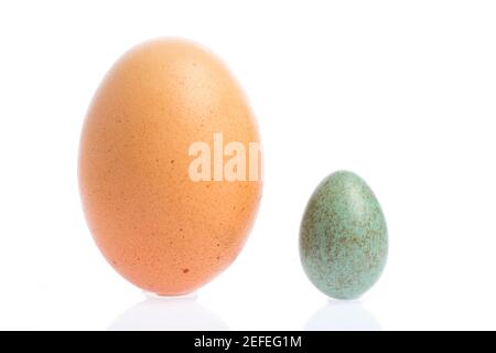 Uovo di Blackbird confrontato con uovo di pollo Foto Stock