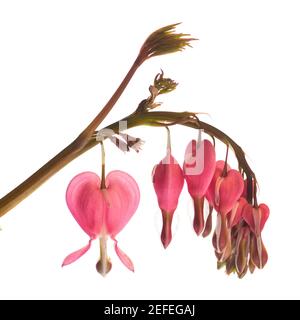 Sanguinamento cardiaco (Lamprocapnos spectabilis) - dettaglio davanti a sfondo bianco Foto Stock