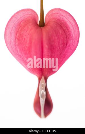 Sanguinamento cardiaco (Lamprocapnos spectabilis) - cuore singolo davanti a sfondo bianco Foto Stock