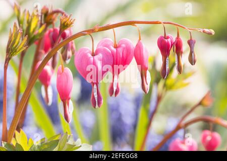 Sanguinamento cardiaco (Lamprocapnos spectabilis) di fronte al giacinto d'uva nel giardino su un giorno luminoso Foto Stock