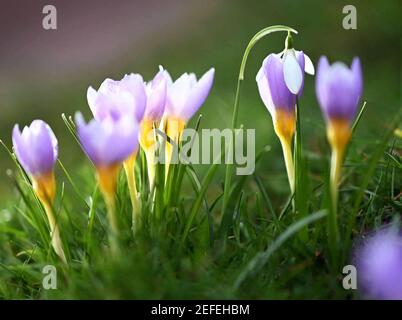 Karlsruhe, Germania. 17 Feb 2021. Con temperature esterne intorno ai 12 gradi, i crocus fioriscono nel Giardino Botanico di Karlsruhe. Una discesa di neve si trova nel mezzo. Credit: Uli Deck/dpa/Alamy Live News Foto Stock