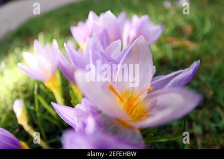 Karlsruhe, Germania. 17 Feb 2021. Con temperature esterne intorno ai 12 gradi, i crocus fioriscono nel Giardino Botanico di Karlsruhe. Credit: Uli Deck/dpa/Alamy Live News Foto Stock