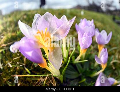 Karlsruhe, Germania. 17 Feb 2021. Con temperature esterne intorno ai 12 gradi, i crocus fioriscono nel Giardino Botanico di Karlsruhe. Credit: Uli Deck/dpa/Alamy Live News Foto Stock