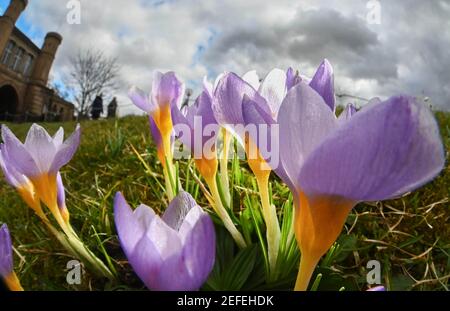 Karlsruhe, Germania. 17 Feb 2021. Con temperature esterne intorno ai 12 gradi, i crocus fioriscono nel Giardino Botanico di Karlsruhe. Credit: Uli Deck/dpa/Alamy Live News Foto Stock