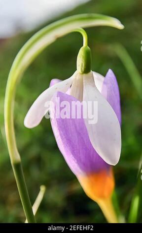 Karlsruhe, Germania. 17 Feb 2021. Con temperature esterne intorno ai 12 gradi, un crocus fiorisce nel Giardino Botanico di Karlsruhe. Dietro di essa si trova una nevicata il cui fiore si trova in cima al crocus. Credit: Uli Deck/dpa/Alamy Live News Foto Stock