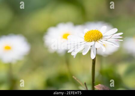 Margherite (Bellis perennis) nel prato Foto Stock