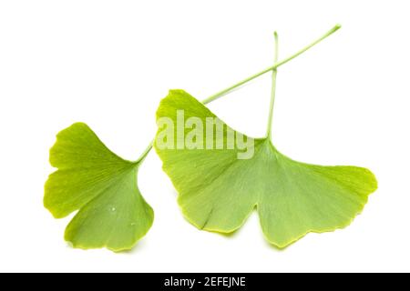 Ginkgo (Ginkgo biloba) due fogli sovrapposti su sfondo bianco Foto Stock