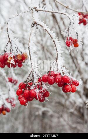 Bacche rosse in inverno Foto Stock