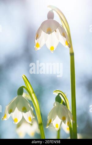 Fiocco di neve di primavera (Leucojum vernum) contro la luce Foto Stock