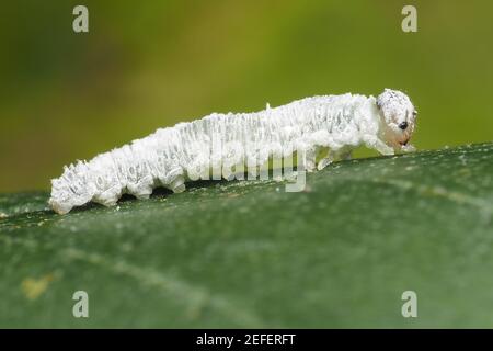 Larva di alder Sawfly (Eriocampa ovata) su foglia di ontano. Tipperary, Irlanda Foto Stock