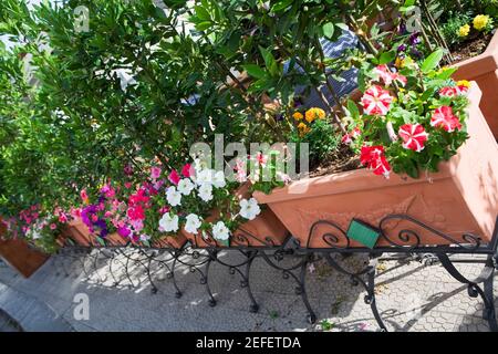 Vista ad alto angolo di piante in vaso, Vietri sul Mare, Costiera Amalfitana, Salerno, Campania, Italia Foto Stock