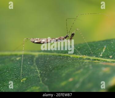 Empicoris vagabundus bug strisciando su una foglia agile. Tipperary, Irlanda Foto Stock
