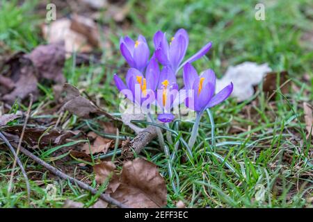 Northampton, Regno Unito, 17 febbraio 2021, Crocus tommasinianus (primo Crocus) che fioriscono a fine gennaio all'inizio di febbraio sono in piena fioritura tra l'erba sotto gli alberi in Abington Park questo pomeriggio ora il tempo si è riscaldato; Credit: Keith J Smith./Alamy Live News Foto Stock