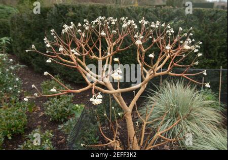 Fiore invernale teste di un arbusto deciduo di Paperbush (Edgeworthia crisantha 'grandiflora') che cresce in un giardino nel Devon Rurale, Inghilterra, UK Foto Stock