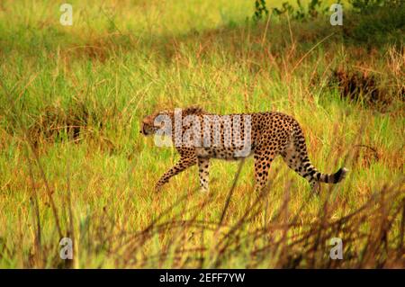 Ghepardo Achinonyx jubatus caccia in una foresta, Okavango Delta, Botswana Foto Stock