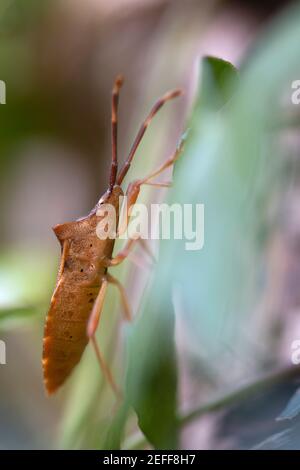 Il bug di Shield spiked (Picromero bidens) Foto Stock