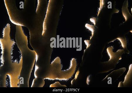Primo piano di un ramificato fuoco Corallo Millepora Alcicornis subacqueo, Isole Cayman Foto Stock