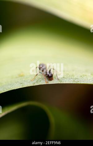 Comune Black ANT (Lasius niger) Foto Stock
