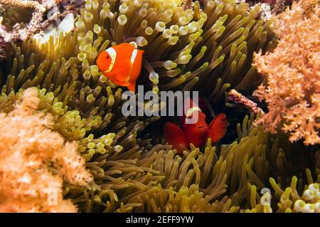 Due pesci anemone di guancia di spina Prernas biaculeatus nuotare sott'acqua, Sulawesi del Nord, Sulawesi, Indonesia Foto Stock