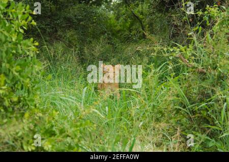 Leone Panthera leo cucciolo in una foresta, Motswari Game Reserve, Timbavati Private Game Reserve, Kruger National Park, Limpopo, Sud Africa Foto Stock