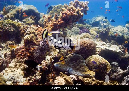 Clown triggerfish Balistoides cospicillum nuotare sott'acqua, Papua Nuova Guinea Foto Stock