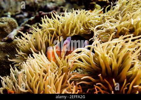 ClarkÅ½s anemonefish Amphiprion clarkii in anemone di mare, Sulawesi del Nord, Sulawesi, Indonesia Foto Stock