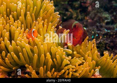 Due pesci anemone di guancia di spina Prernas biaculeatus in anemone di mare, Sulawesi del Nord, Sulawesi, Indonesia Foto Stock