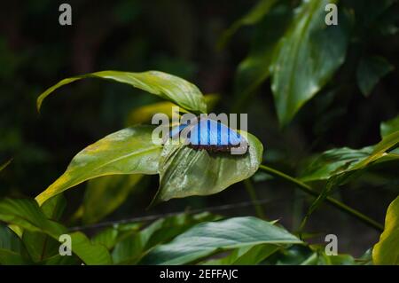 Primo piano di una farfalla Morpho Morpho Menelaus blu su a. foglia Foto Stock