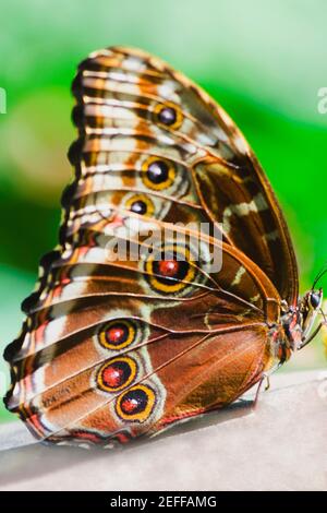 Primo piano di una farfalla Morpho Morpho Menelaus blu su a. foglia Foto Stock