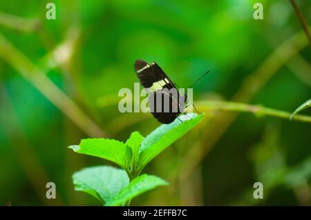 Primo piano di una farfalla Doris Heliconius Doris su una foglia Foto Stock