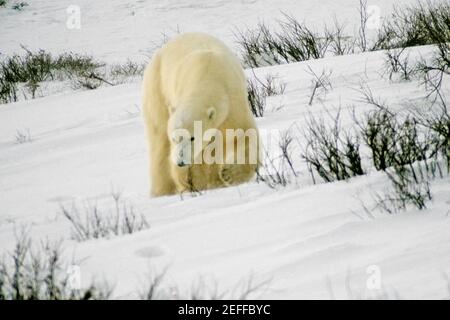 Orso polare Ursus Maritimus camminando su un paesaggio innevato Foto Stock