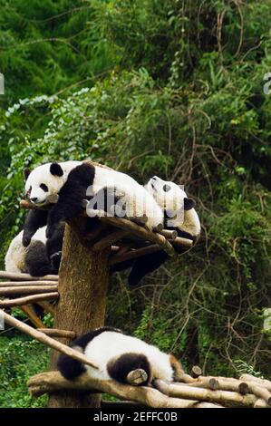 Quattro panda Ailuropoda melanoleuca riposanti in una foresta Foto Stock