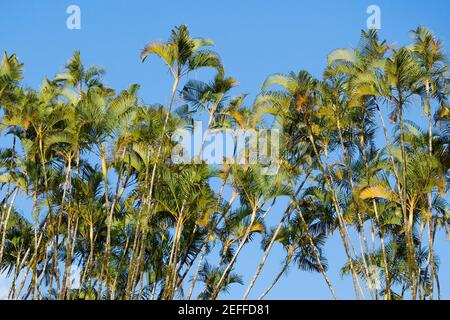 Vista ad angolo basso di felci, Akaka Falls state Park, Hilo, Big Island, Hawaii Islands, USA Foto Stock