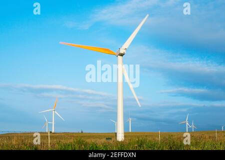 Turbine eoliche in un campo, Pakini Nui Wind Project, South Point, Big Island, Hawaii Islands, USA Foto Stock