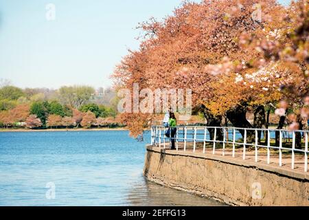 Alberi di ciliegio intorno al bacino di Tidal, Washington DC, Stati Uniti Foto Stock