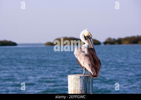 Primo piano di un bruno Pelican che perching su un palo di legno Foto Stock
