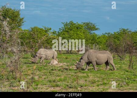 Due rinoceronti neri, rinoceronti che camminano tra cespugli spinosi nel deserto di Kalahari, il Parco Nazionale di Etosha, Nambia, Africa. Foto Stock