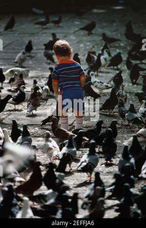 Vista posteriore di un piccolo ragazzo in piedi tra piccioni, San Juan, Puerto Rico Foto Stock