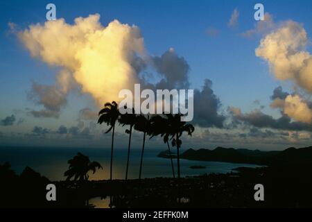 Silhouette di palme contro un mare calmo al tramonto, Santa Lucia Foto Stock