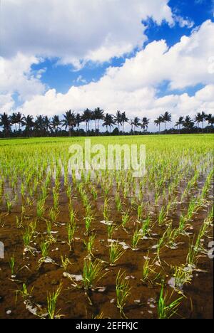 Nuvole su un campo di risaie, Bali, Indonesia Foto Stock